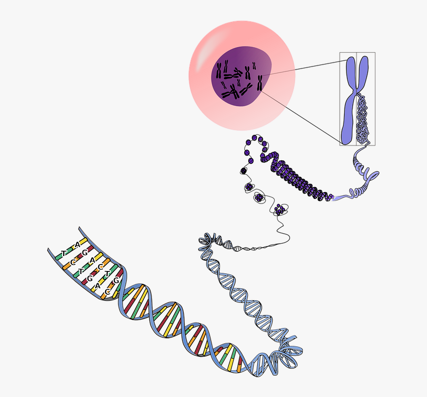 Genetics Png - Many Chromosomes Do Humans Have, Transparent Png