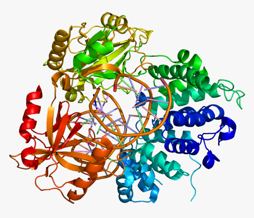 Dna Ligase 1 Structure Clipart , Png Download - Human Dna Ligase I Structure, Transparent Png