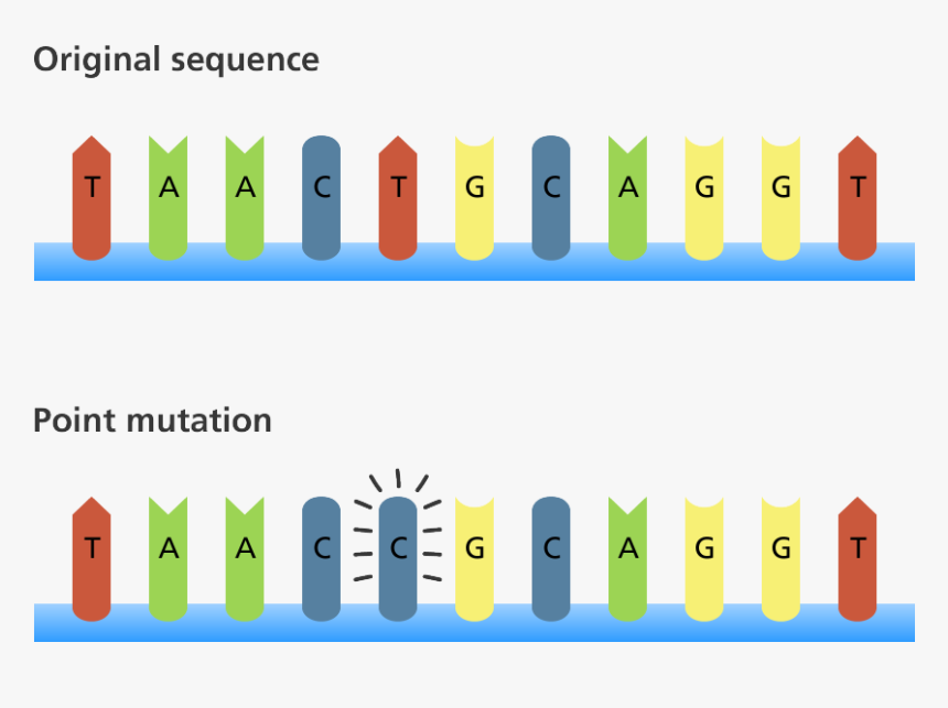 The Original Sequence Reads Taactgc - Mutation Biology, HD Png Download