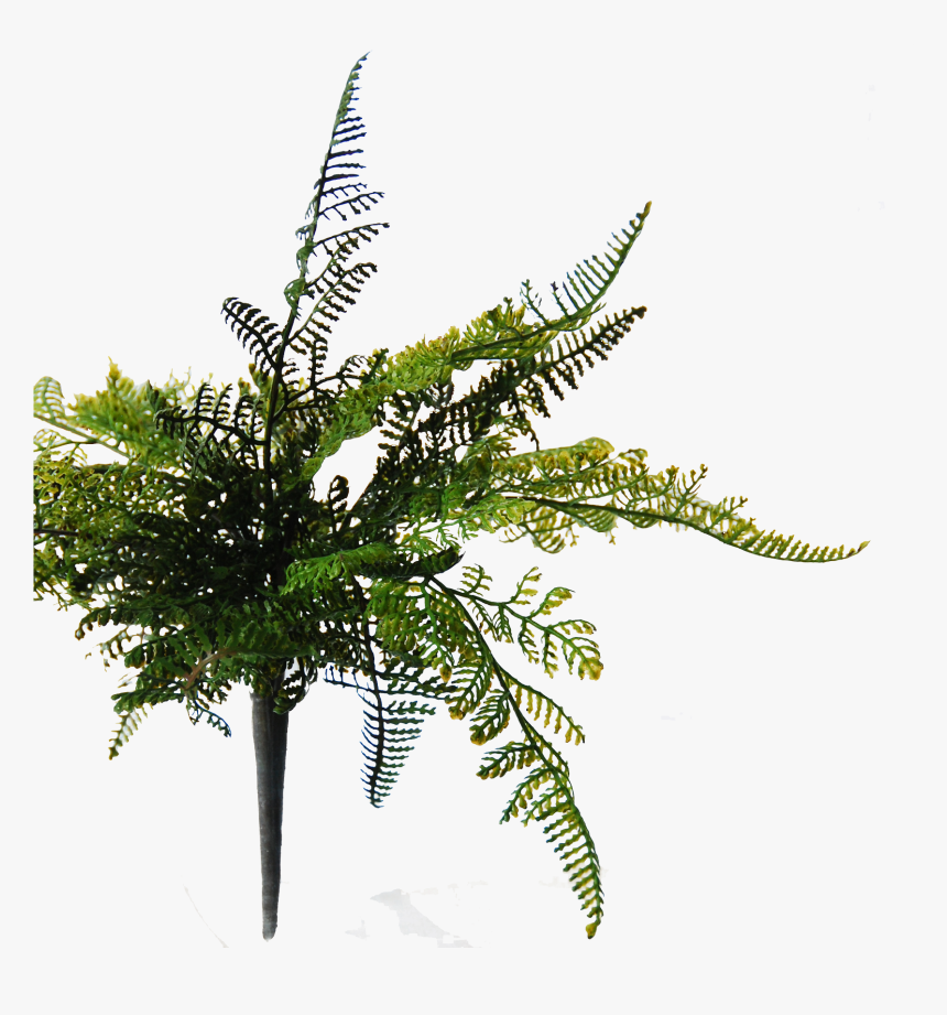 Transparent Hanging Plant Png - Fern, Png Download