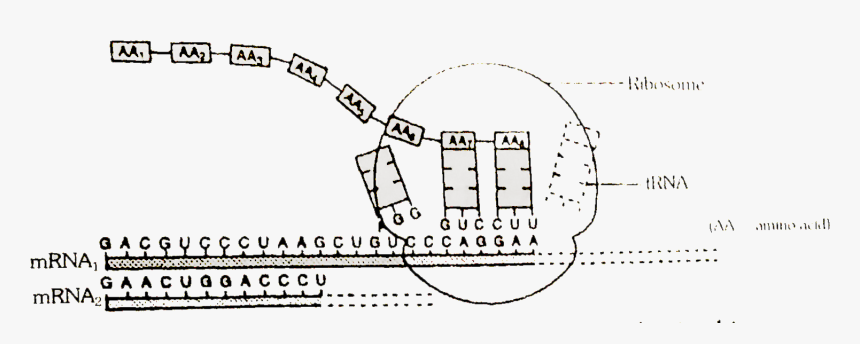 Diagram, HD Png Download