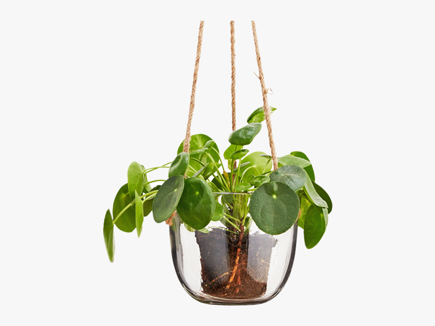 Glass Hanging Plant Pot, HD Png Download