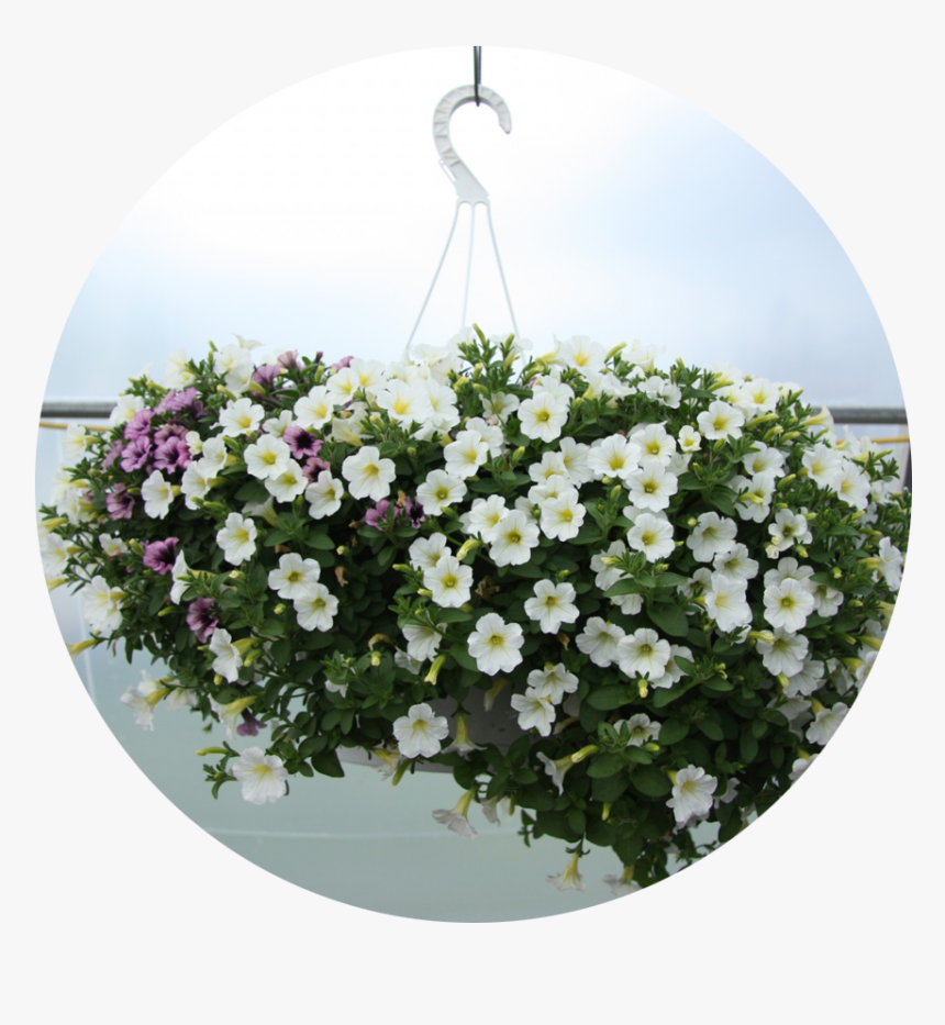 Transparent Hanging Plant Png - Artificial Flower, Png Download