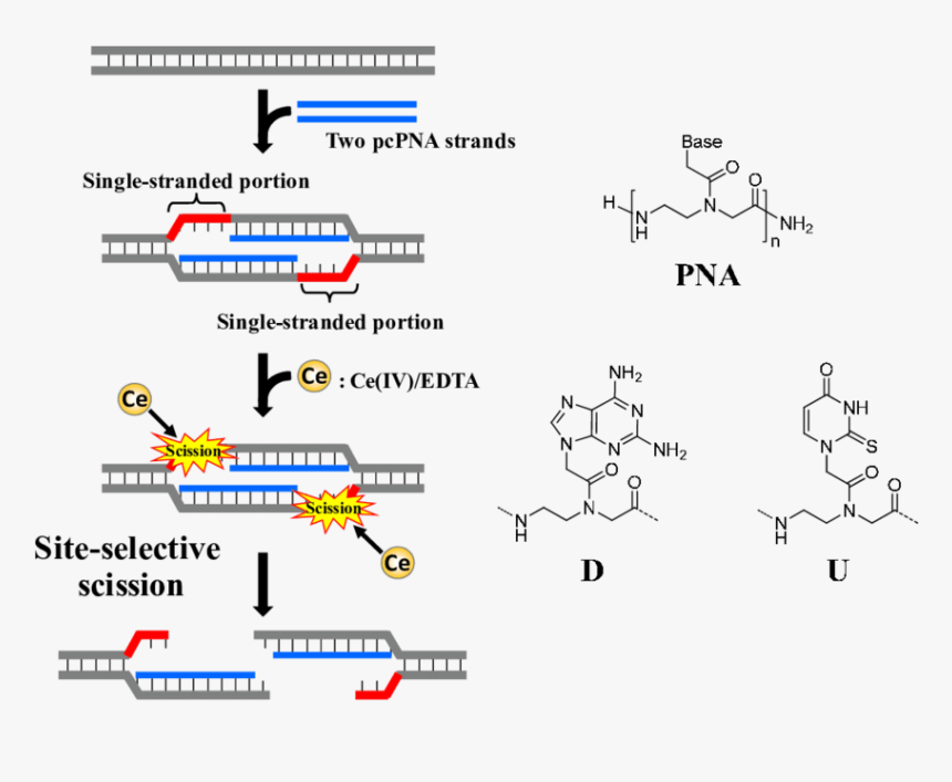 Pna Single Stranded Dna, HD Png Download