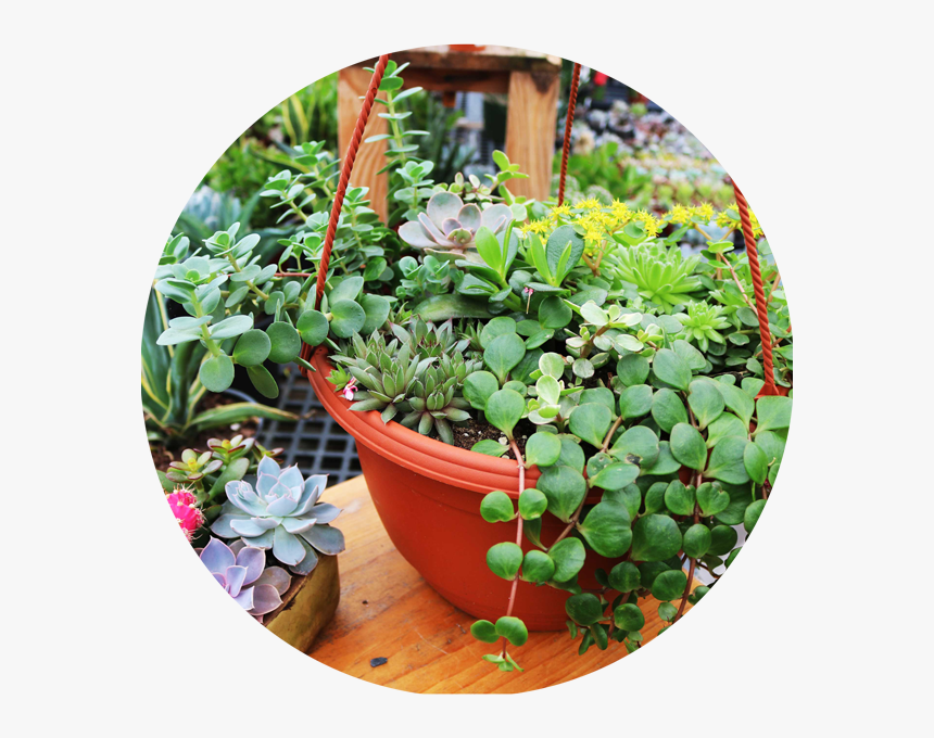Transparent Hanging Plant Png - Flowerpot, Png Download