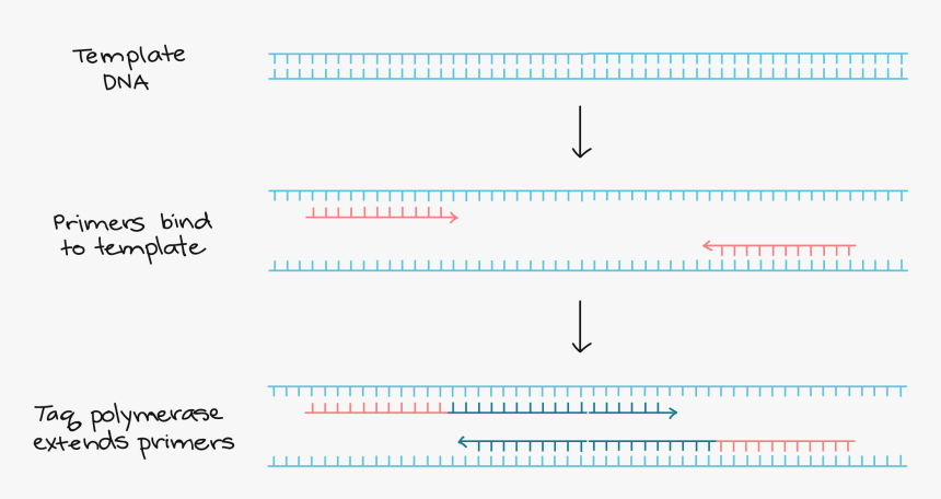 Screenshot, HD Png Download