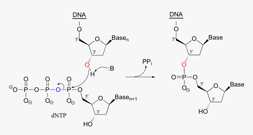 Image130 - Phosphodiester Bond Formation In Dna, HD Png Download