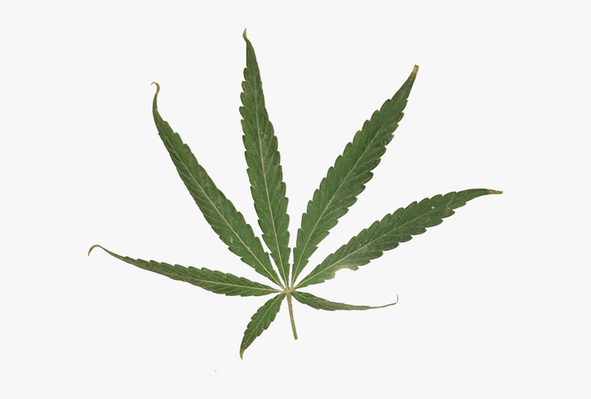 Marijuana Leaf Png - Transparent Sativa Leaf, Png Download