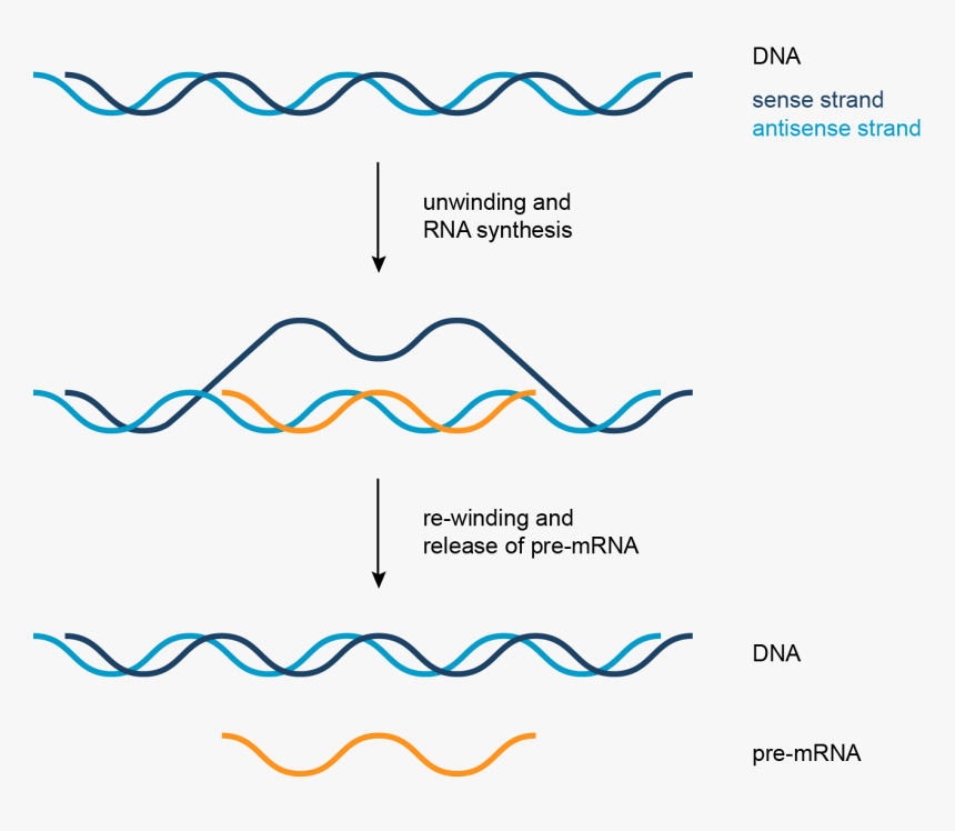Formation Of Pre Messenger Rna, HD Png Download