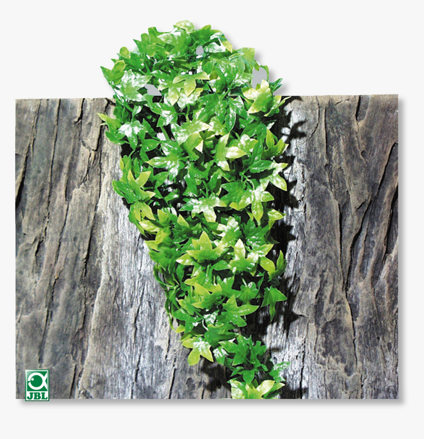 Source - Www - Jbl - De - Report - Hanging Plants Png - Terrarium, Transparent Png