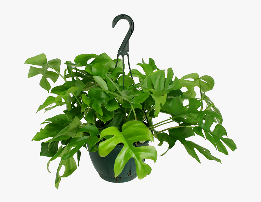 Rhaphidophora Tetrasperma Hanging Basket, HD Png Download