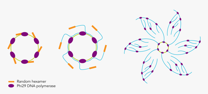 Mcrca Dna Amplification Kit Figure 1 - Rolling Circle Amplification Kit, HD Png Download