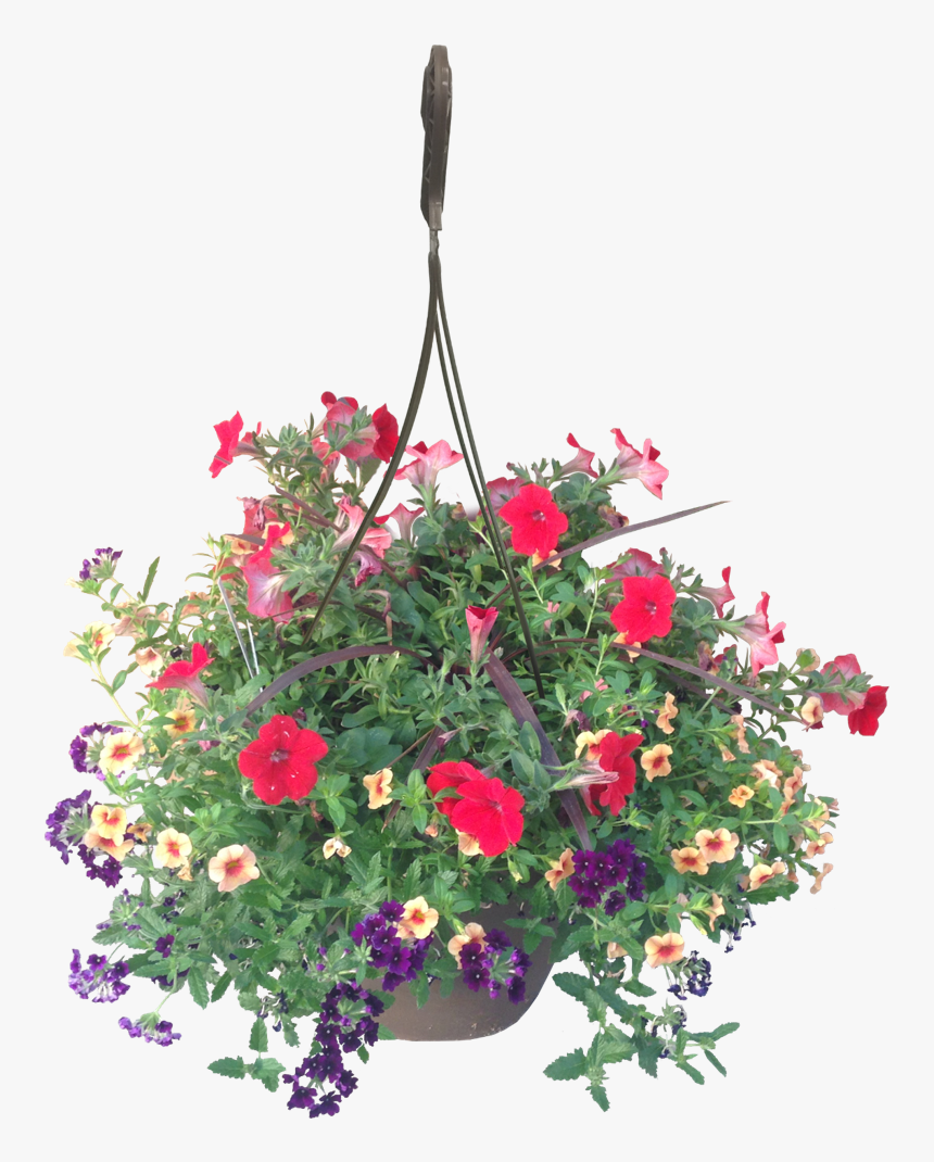 Hanging Basket Calypso Wholesale - Hanging Flower Basket Png, Transparent Png