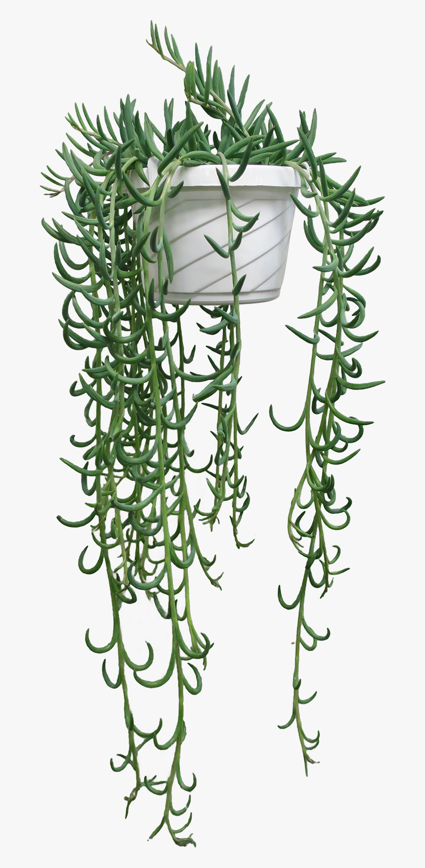 Fish Hook Senecio, HD Png Download
