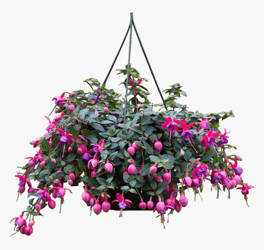 Fuchsia, HD Png Download