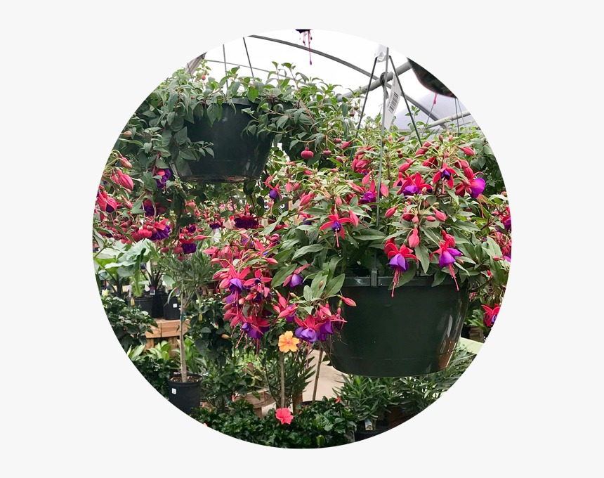Transparent Hanging Plant Png - Fuchsia, Png Download