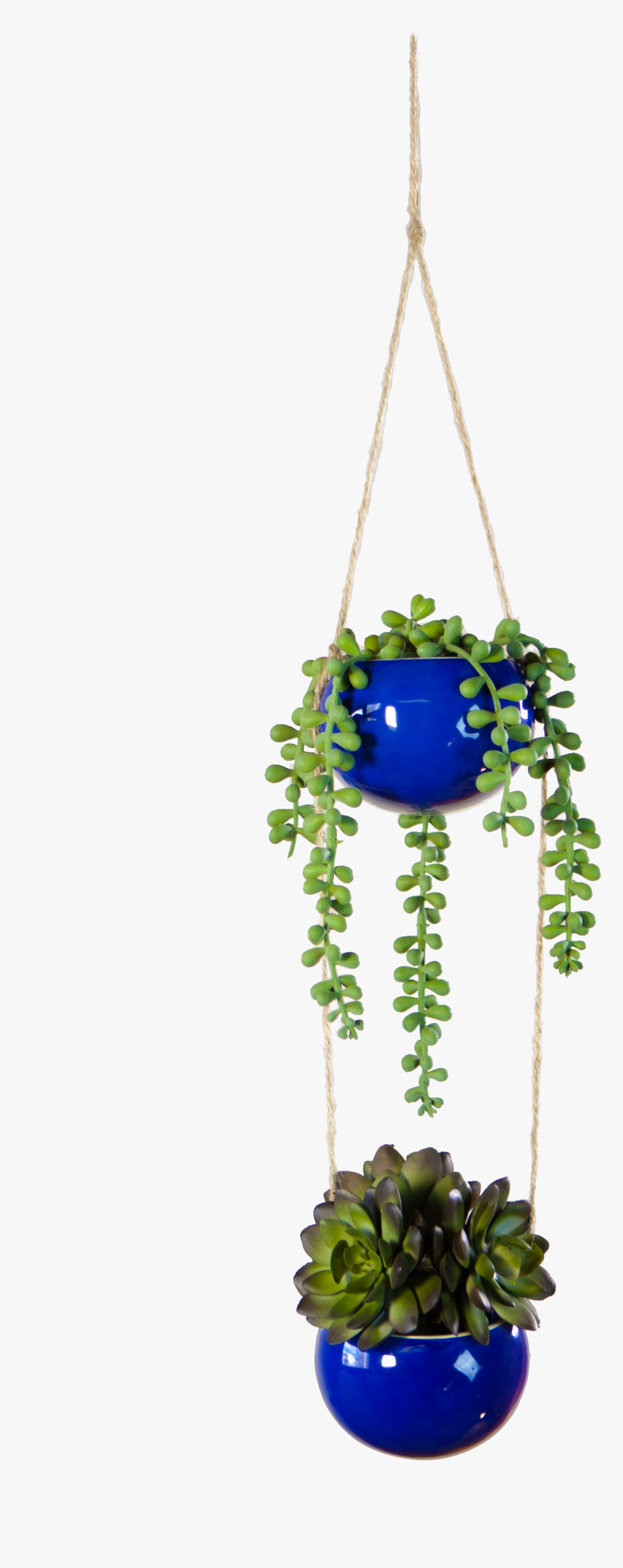 Houseplant, HD Png Download