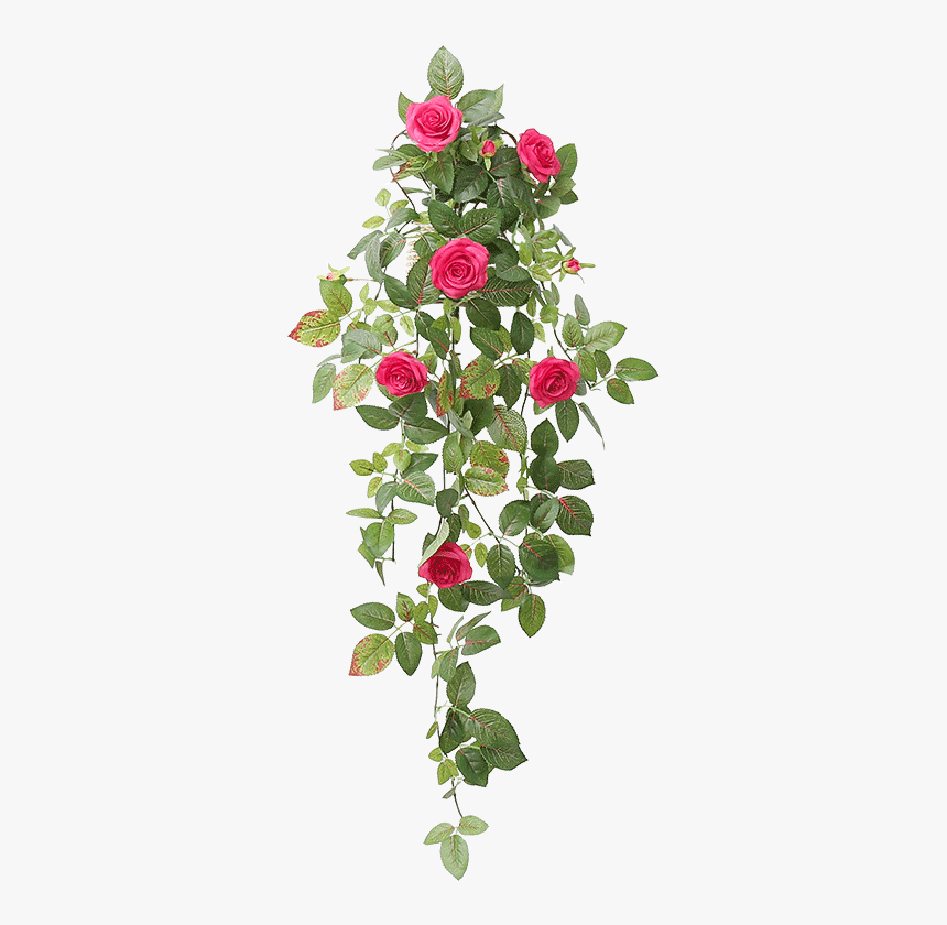 Flower Wall Png - Garden Roses, Transparent Png