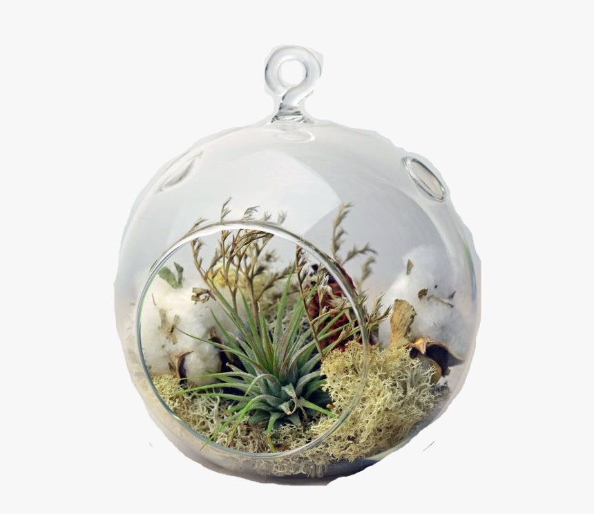 Tillandsia Ionantha In The Glass, HD Png Download