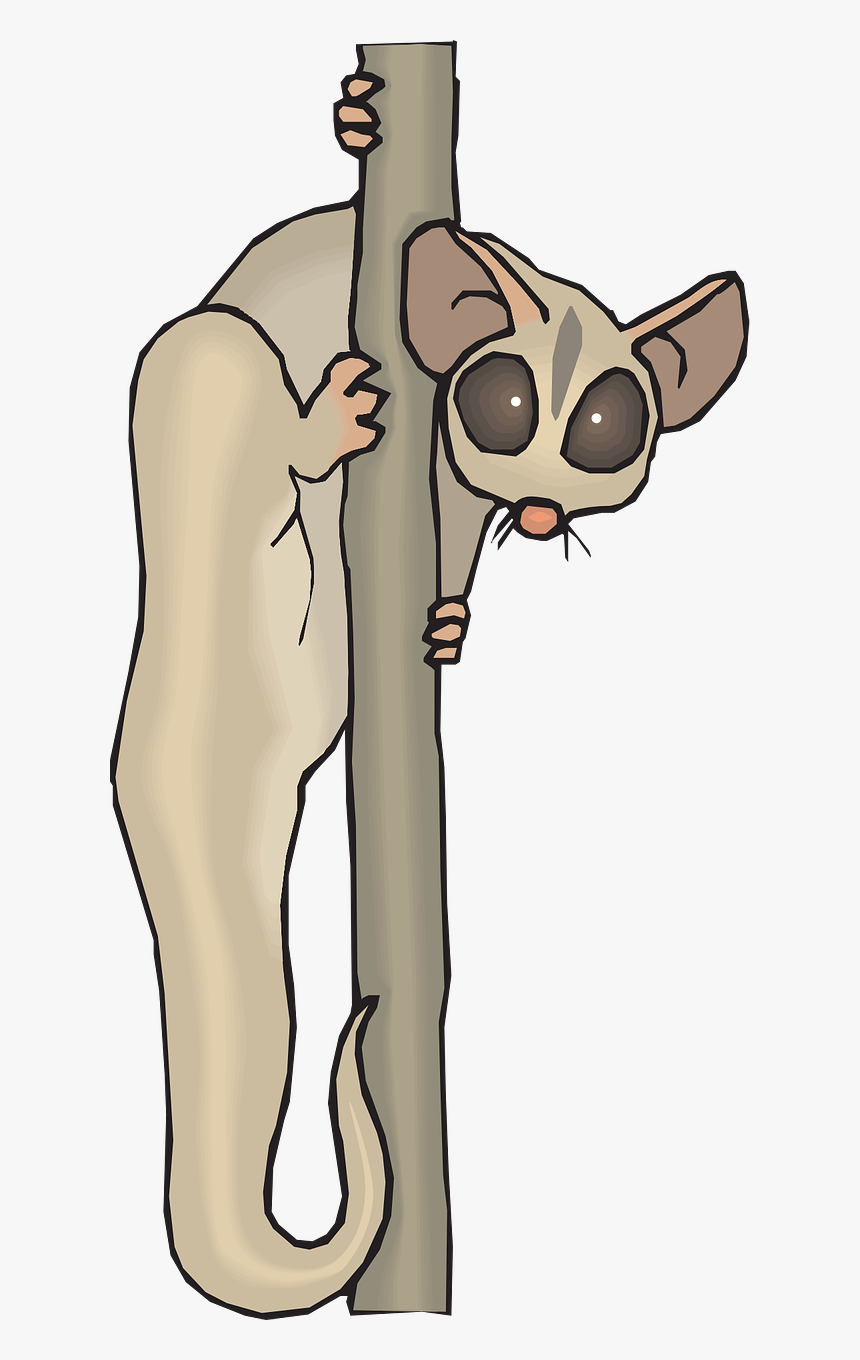 Cuscus Animal Clipart, HD Png Download