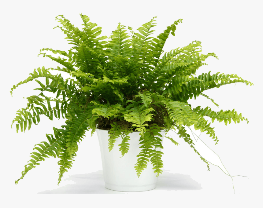 Choosing The Best Plants - Fern In White Pot, HD Png Download