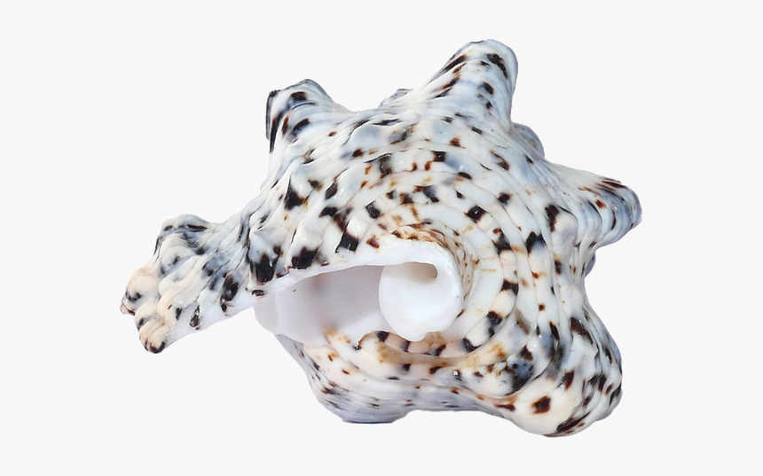 Sea, Shells, Ocean, Beach, Vacation, Sea Shells, Sand - Seashell, HD Png Download