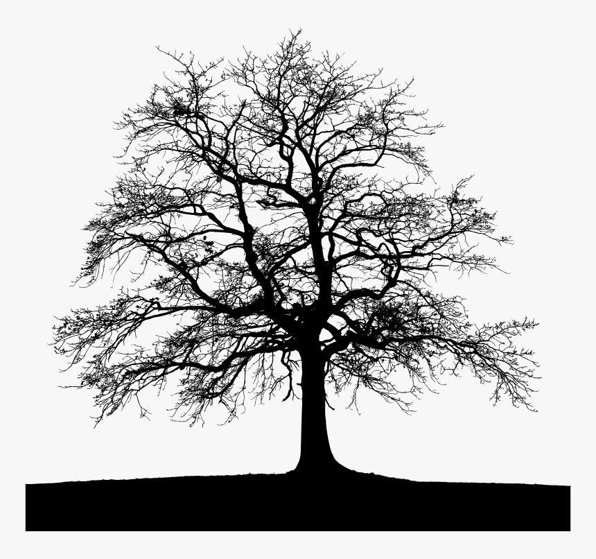 High Detail Tree With Ground Silhouette - Landscape Wildlife Photography Aesthetic, HD Png Download