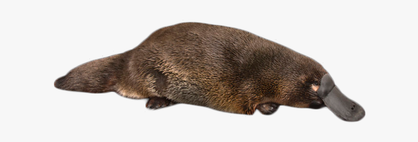 Platypus On The Ground Png Image - Duck Billed Platypus Png, Transparent Png