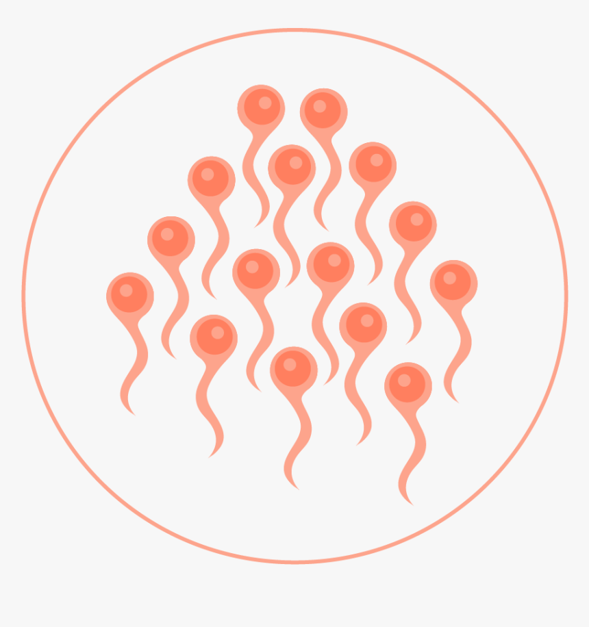 Circle, HD Png Download