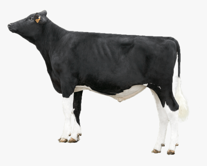 Dairy Sires - Dairy Cow, HD Png Download