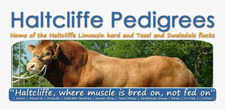 Haltcliffe Semen Store - Bull, HD Png Download