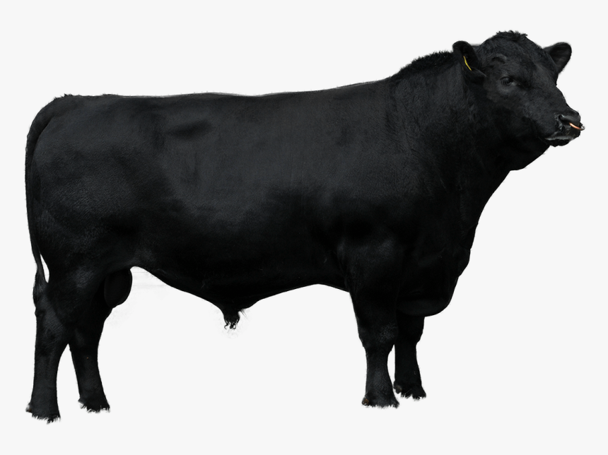 Beef Sires - Brahman Cow Vector Png, Transparent Png