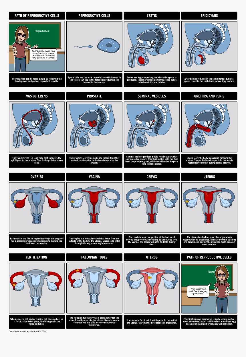 Cartoon, HD Png Download