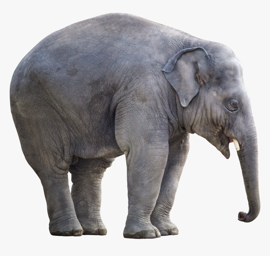 Elephant, White Background, Isolated, Cut Out, Giant - Big Elephant White Background, HD Png Download