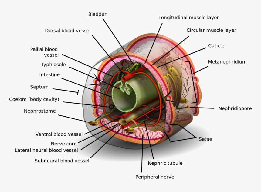 Coelom Definition, HD Png Download
