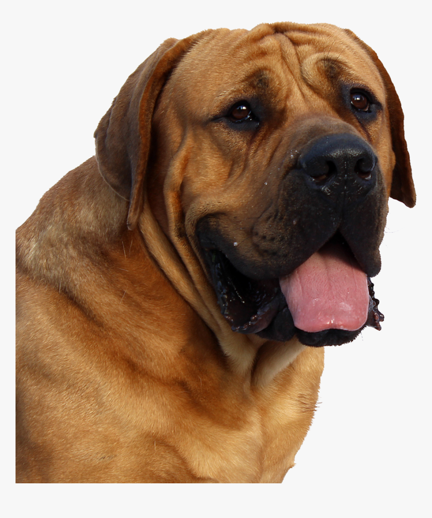 Dog Face Png Image - Png Format Dog Png, Transparent Png
