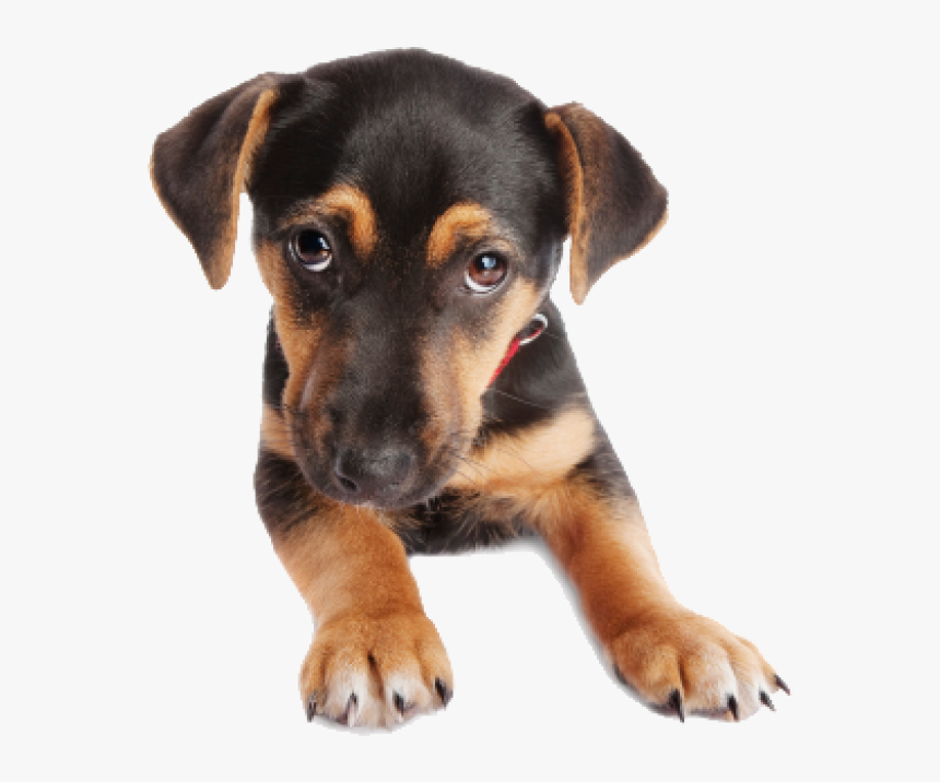 Puppy Dog Face Png - Dog Face Png Transparent, Png Download