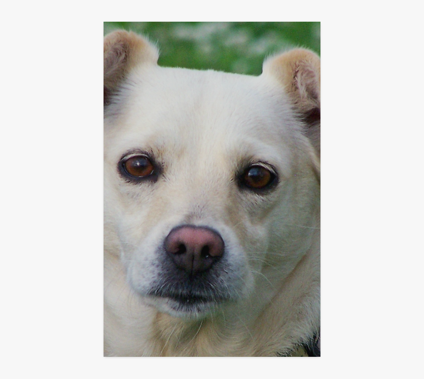 Dog Face Close-up Poster 22 X34 - Hokkaido, HD Png Download