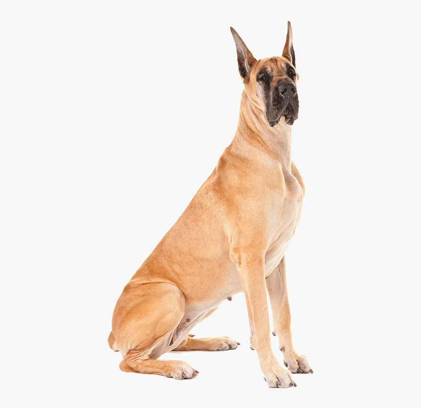 Transparent Doge Face Png - Great Dane Dog Png, Png Download