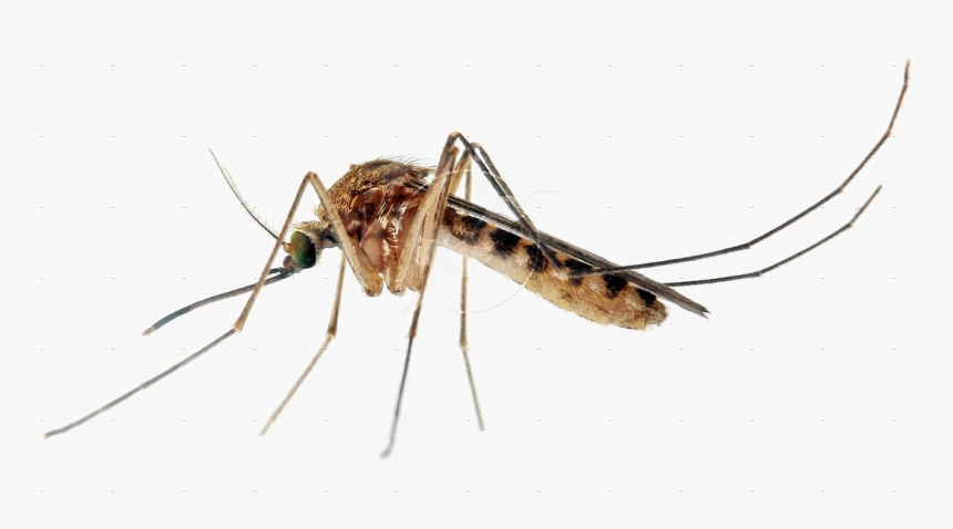 Mosquito Transparent Images Png - Transparent Background Mosquito Png, Png Download