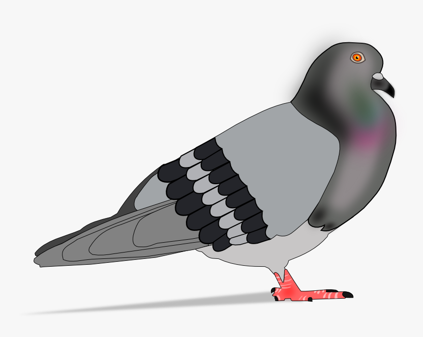 Transparent Paloma Png - Rock Dove, Png Download