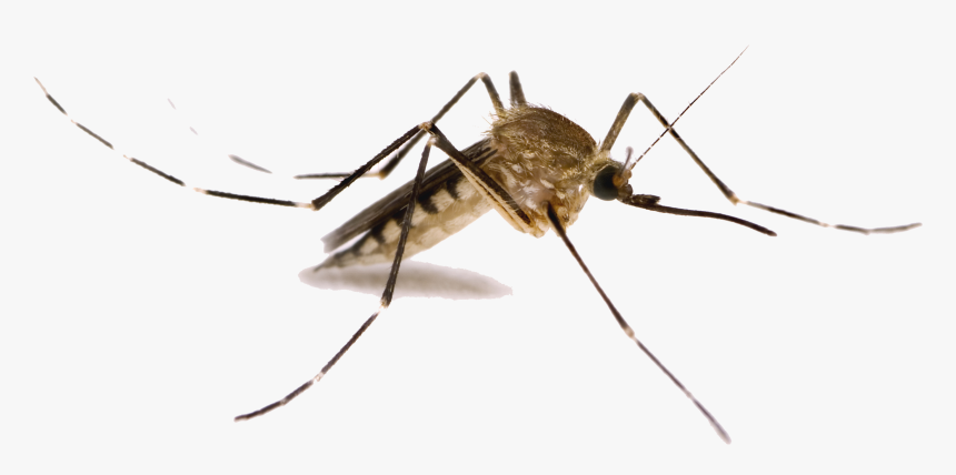 Download Mosquito Png Images - Transparent Background Mosquito Clipart, Png Download