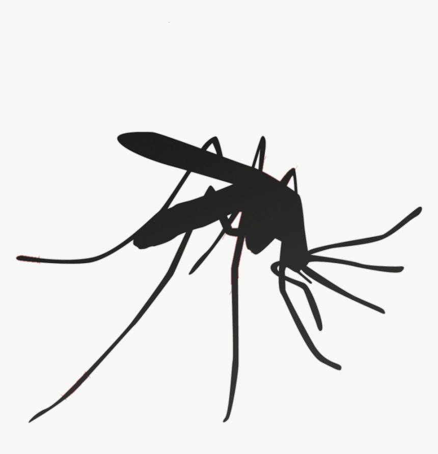 Mosquito Household Insect Repellents Pest Control - Malaria Mosquito, HD Png Download