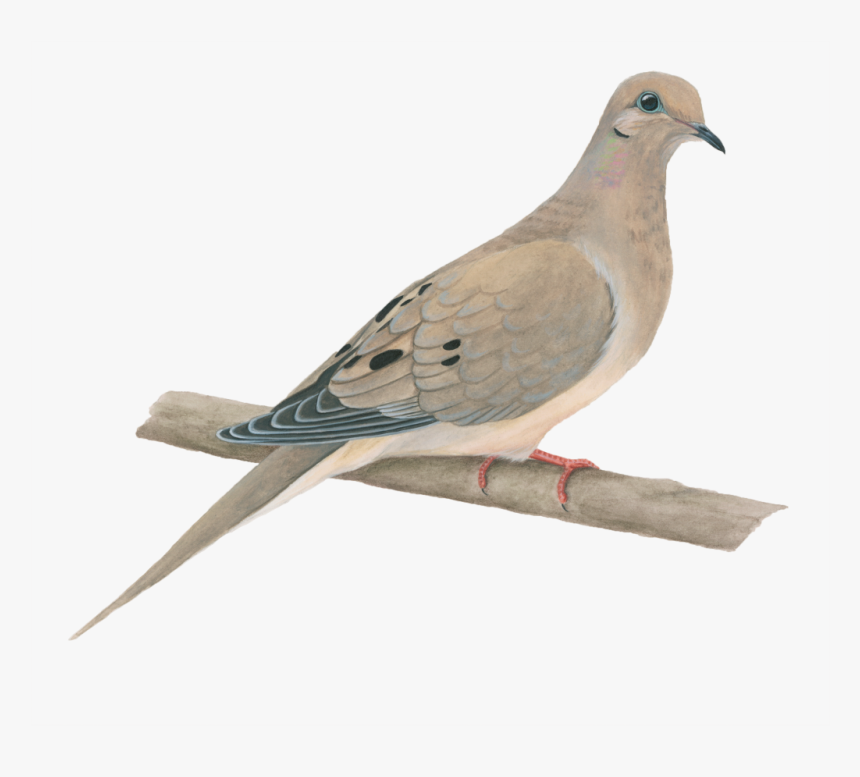 Transparent Background Mourning Dove Clipart , Png - Mourning Dove Transparent Background, Png Download