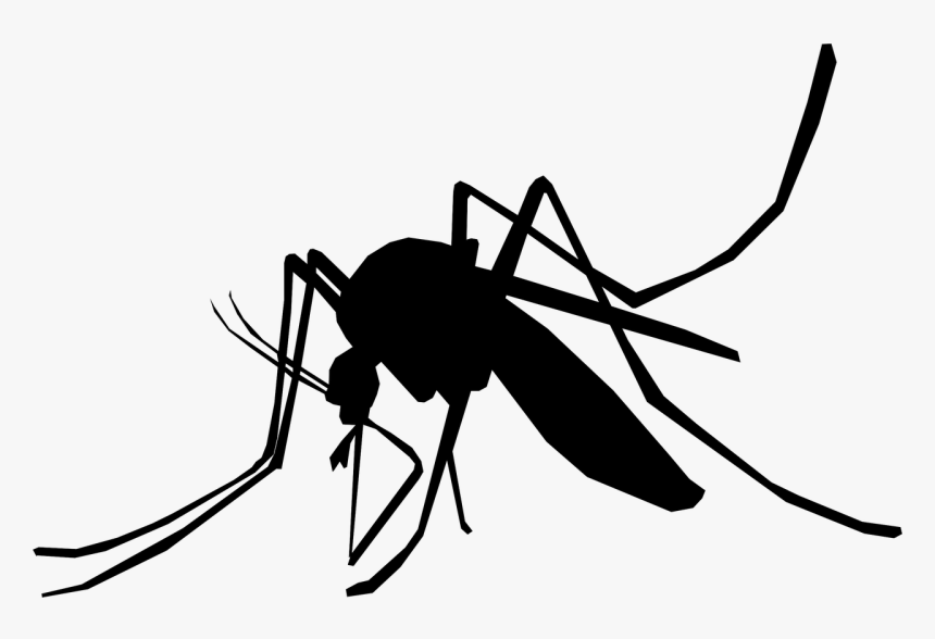 Illustration Mosquito Schnake Sting Insect - Mosquito Illustration Png, Transparent Png