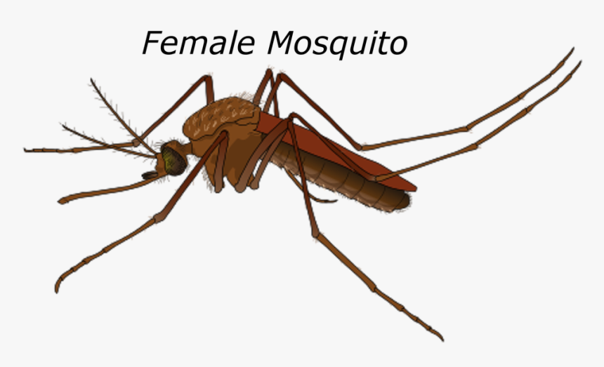 Male Vs Female Mosquito, HD Png Download