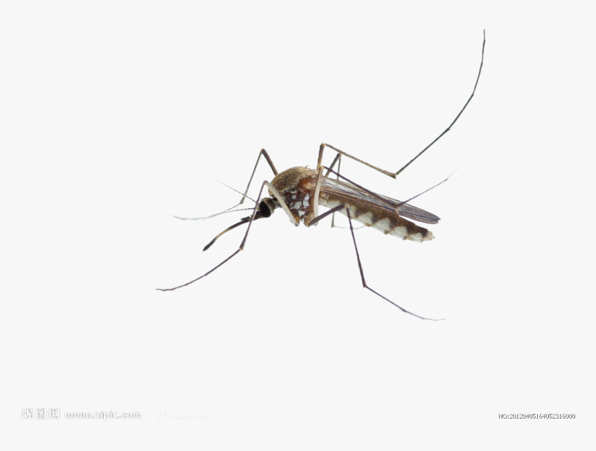 Mosquito Insect Membrane - Mosquito Dibujo Fondo Transparente, HD Png Download