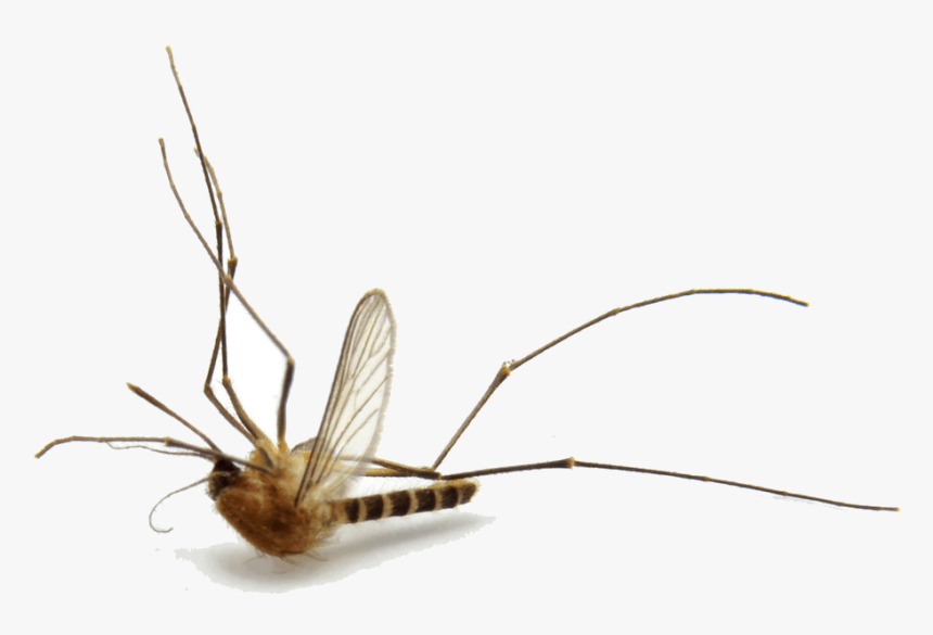 Mosquito, HD Png Download