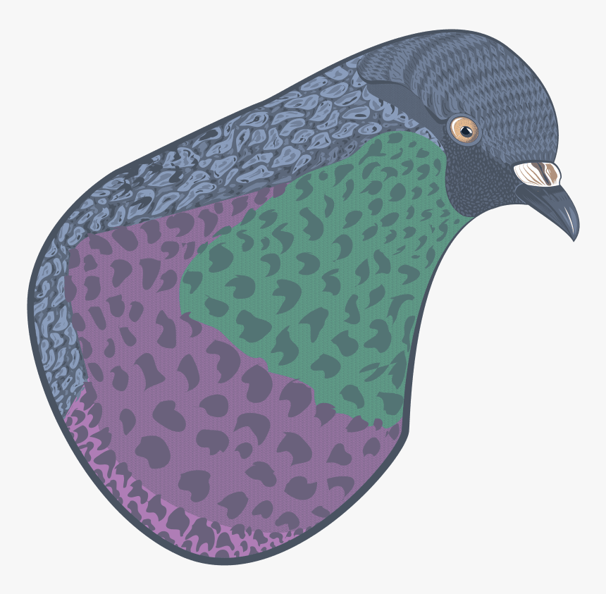 Paloma - Pigeons And Doves, HD Png Download