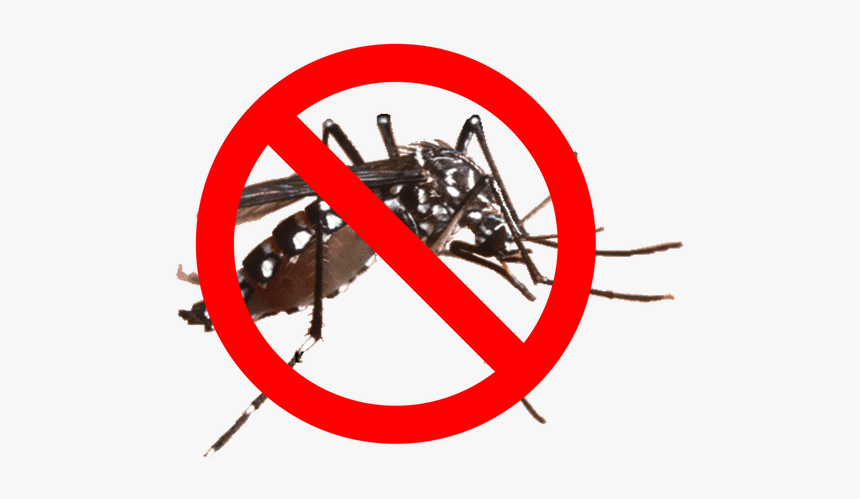 Mosquito Barrier Spray - Dengue Mosquito In Nepal, HD Png Download